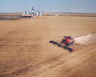 A photo of a conbine harvester in a wheat field.